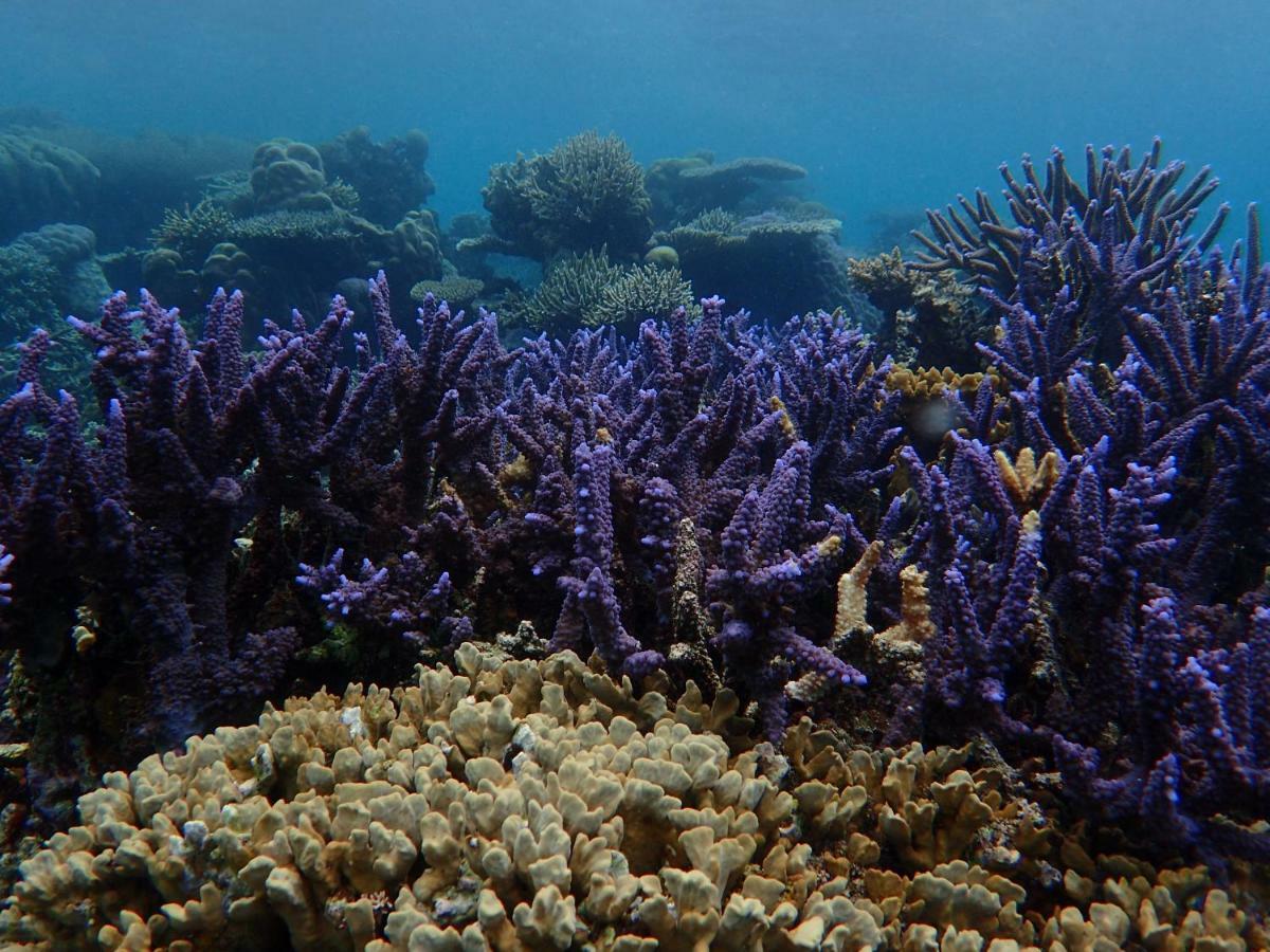 Blue Coral Homestay Karimunjawa Exterior foto